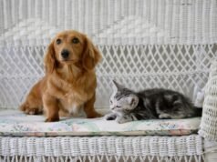 O dono temia que o bassê e o gato não se dessem bem – o que aconteceria a seguir