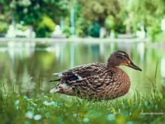 Ouro descoberto dentro do estômago de pato na China vale Rs 1,62 Lakh