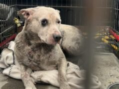 Sweetie, um cachorro de Happy Valley resgatado de um lago artificial, é levado ao veterinário