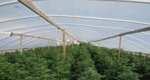 Corretor de imóveis do Oregon se declara culpado de esquema ilegal de maconha