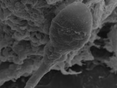 Os humanos podem ter bebês no espaço? Pode ser mais difícil do que o esperado