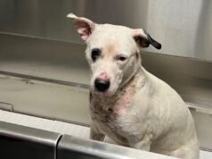 Fotos: Cachorro querido se recupera de uma lesão, pronto para adoção após resgate em lagoa