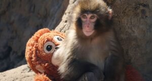 Dê um soco no macaco e ele finalmente se tornará um amigo