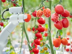 Robô alimentado por IA aprende como colher tomates com mais eficiência