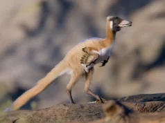 Este dinossauro de 1 quilo está reescrevendo o que os cientistas pensam sobre a evolução