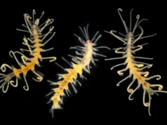 Espécies marinhas desapareceram antes que os cientistas as descobrissem