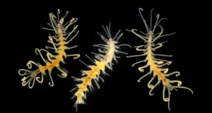 Espécies marinhas desapareceram antes que os cientistas as descobrissem