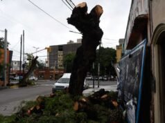 Em Alsina e Belgrano o município multou quem cortou árvores