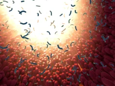 Cientistas do MIT descobrem armadilhas de proteínas intestinais e matam bactérias perigosas