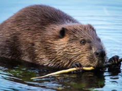 Castores estão transformando rios em poderosos sumidouros de carbono