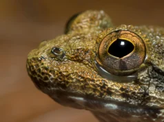 Cientistas descobrem espécies escondidas em ‘rãs com presas’ de Bornéu