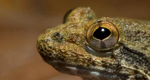 Cientistas descobrem espécies escondidas em ‘rãs com presas’ de Bornéu