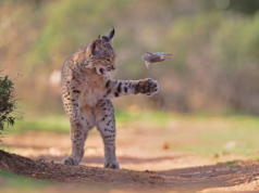 Foto ‘Playful Lynx’ do fotógrafo austríaco vence concurso global de fotografia