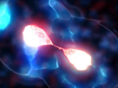 Cientistas finalmente resolvem o mistério do minúsculo centrômero da levedura