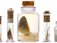 Os cientistas acabaram de dar uma olhada no frasco de espécimes de 200 anos de Darwin sem abri-lo