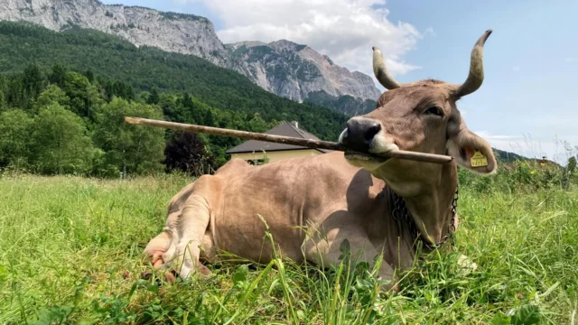 cow-veronika-resting-while-using-stick.webp.webp