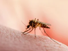 Cientistas descobrem proteína sem a qual os parasitas da malária não podem viver