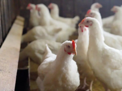 Japão confirma surto de nova gripe aviária altamente patogênica em granja avícola de Hokkaido