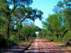 Florestas e economia local: os meios de subsistência das nossas comunidades