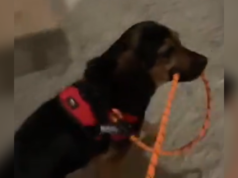 Ria do que um cão resgatado faz quando está ‘cansado’ em uma caminhada