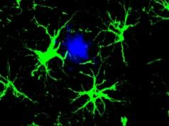 Cientistas transformam células cerebrais em limpadores de placa de Alzheimer