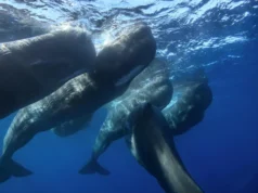 Cachalotes capturados pela câmera se chocando pela primeira vez