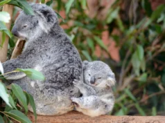Coalas sobreviveram ao colapso populacional devastador e seu DNA está se recuperando