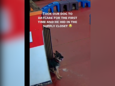 O coração de um dono derrete quando descobre o que um cachorro fará no primeiro dia na creche
