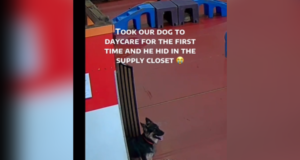 O coração de um dono derrete quando descobre o que um cachorro fará no primeiro dia na creche