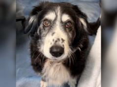 Cachorro de 14 anos fica com o coração partido em abrigo superlotado após perder dono