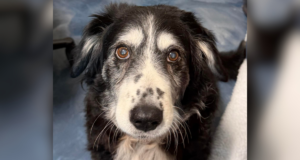 Cachorro de 14 anos fica com o coração partido em abrigo superlotado após perder dono