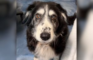 Cachorro de 14 anos fica com o coração partido em abrigo superlotado após perder dono