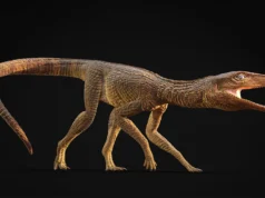 Este crocodilo viajou como um galgo pela Grã-Bretanha pré-histórica há 200 milhões de anos