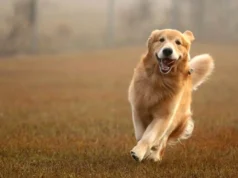 Genes do Golden Retriever ligados à ansiedade, agressão e inteligência em humanos