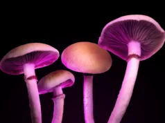 Uma nova droga ‘cogumelo mágico’ pode tratar a depressão sem causar alucinações psicodélicas