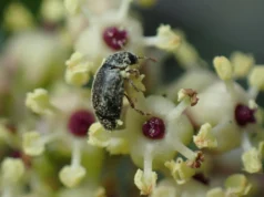 Cientistas descobrem acordo secreto entre plantas e besouros