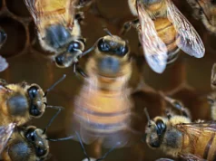 As abelhas dançam melhor com o público