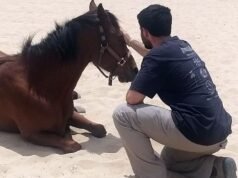 Programa israelense de PTSD usa cavalos para tratar sobreviventes do trauma de 7 de outubro