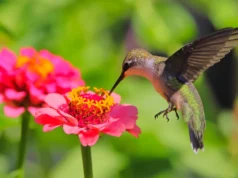 Cientistas acabam de descobrir que abelhas e beija-flores estão bebendo