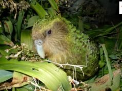 Fundamentos do UPSC | Questionário diário de tópico: MCQs de meio ambiente e geografia em Kakapo, Nor’wester e mais (Semana 154) | Notícias atuais da UPSC