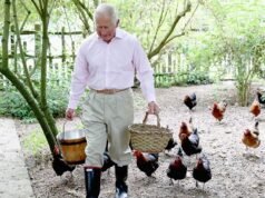 O rei Charles ainda está cuidando de suas galinhas em Highgrove em meio à sua batalha contra o câncer