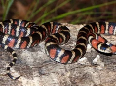 Para cada vertebrado conhecido, provavelmente existem mais dois escondidos à vista de todos