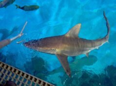 Um aquarista de Mandalay Bay diz que os tubarões comem melhor do que os turistas da Las Vegas Strip