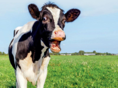 24 mil cálculos biliares no ar!