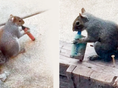 Intimidando o esconderijo errado