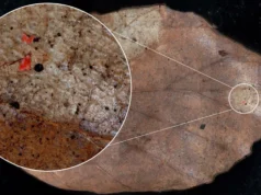 Microplásticos estão caindo do céu e poluindo florestas