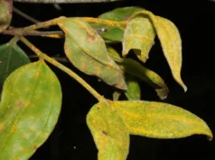 Cientistas alertam que as ‘árvores zumbis’ da Austrália podem desaparecer dentro de uma geração