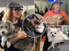 Grécia lança transporte de animais para evacuar animais de estimação e seus donos do Médio Oriente