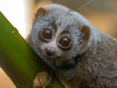 Estudo descobre que liberação selvagem pode ser fatal para lóris resgatados