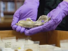 Novas pesquisas sobre cães antigos ajudam os cientistas a compreender as origens do melhor amigo da humanidade